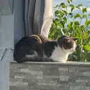 fluffybread