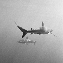 ash106#8274's avatar