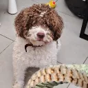 bbsalu