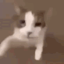 bundaumamtom7