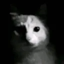 ellisvevo