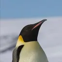 jaduszc