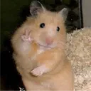 bobnya
