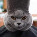 avatar มองโกล
