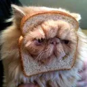 breadedkitten