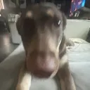 dusckz