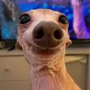 gj_original