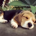 mybeesteppedonadog. avatar