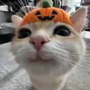 octacroc