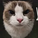 octacroc