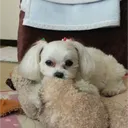 shiro005734