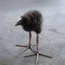 cinamonbruh