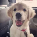 pawfunk