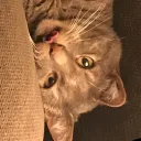 dpcatt7969