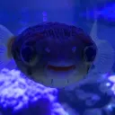 sam_the_fish