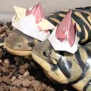 gumsnoteeth
