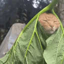 avatar Devmelon/AB0T