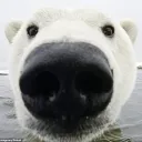 redbearr