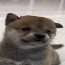 redbearr