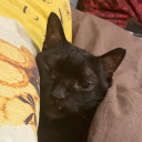 nekotamashii#4184's avatar