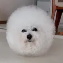 williamyes