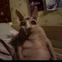 rattussowo