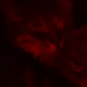 cateatschips avatar