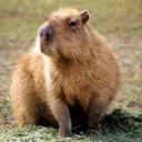 capybara09036