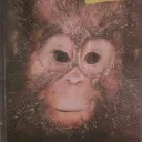 andrboll