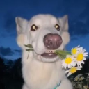 avatar dropkick giraffes