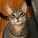 iltommy