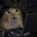 dabeebert