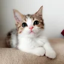 nekogasuki_