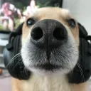 mursuguy