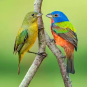 avatar Painted Bunting (P. ciris)
