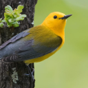 avatar Prothonotary Warbler (P. citrea)
