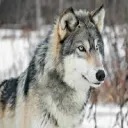 nightwolf3141