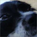smitch_
