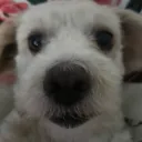 pingaofc