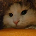 mrcats_