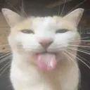 shangaru