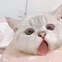 skyhahaho