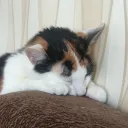loverenyuk