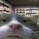 https://cdn.discordapp.com/avatars/536231322012614669/4402c9513c8cdc6729f02fb50ba8dfc7.jpg?size=128