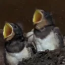 iminimo