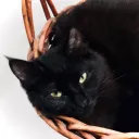 saurynn