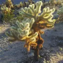 acrosett