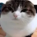 wawacat_