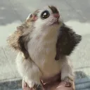rondund