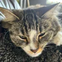 goobix